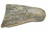 Fossil Tyrannosaur (T rex) Bone Section - Wyoming #382660-1